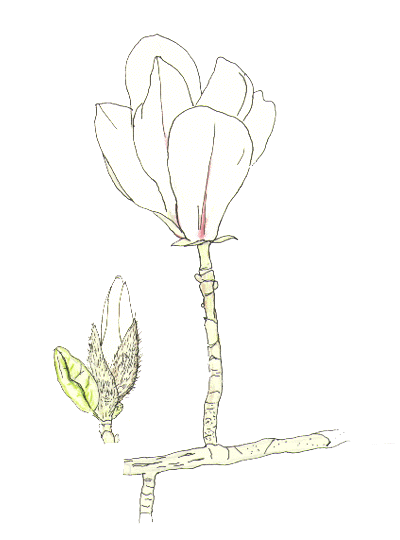RuViNȁj    0105m.gif b-6
