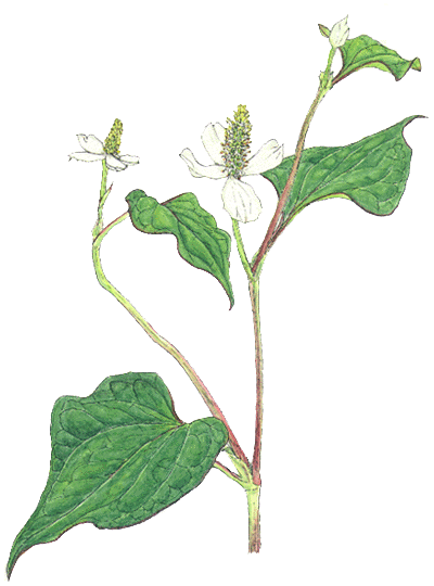 yhN_~zihN_~ȁj 0168m.gif b-41