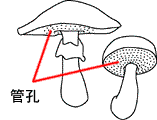 ǍE