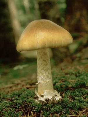 ^}S^PhL