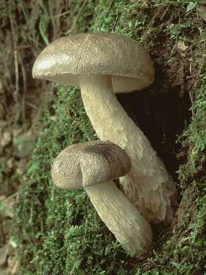 zIxjVAVCO`