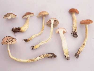 kjKCO`